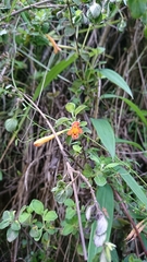 Clinopodium tomentosum