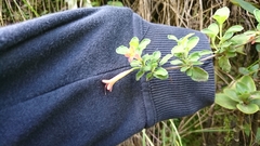 Clinopodium tomentosum