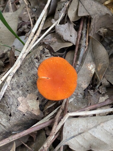 Pluteus aurantiorugosus
