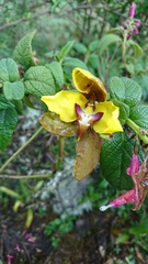 Cyrtochilum macranthum