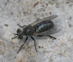 Atomosia melanopogon