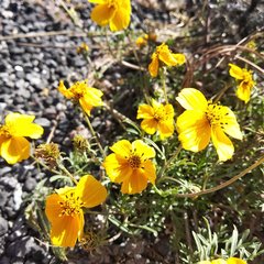Bidens anthemoides