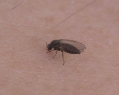 Austrosimulium