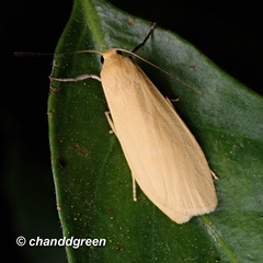 Danielithosia immaculata