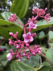 Medinilla speciosa
