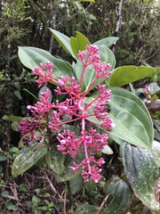 Medinilla speciosa