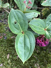 Medinilla speciosa