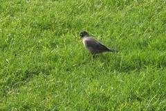 Acridotheres tristis