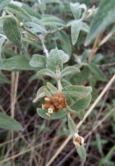 Buddleja aromatica