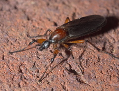 Bibio articulatus