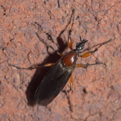 Bibio articulatus