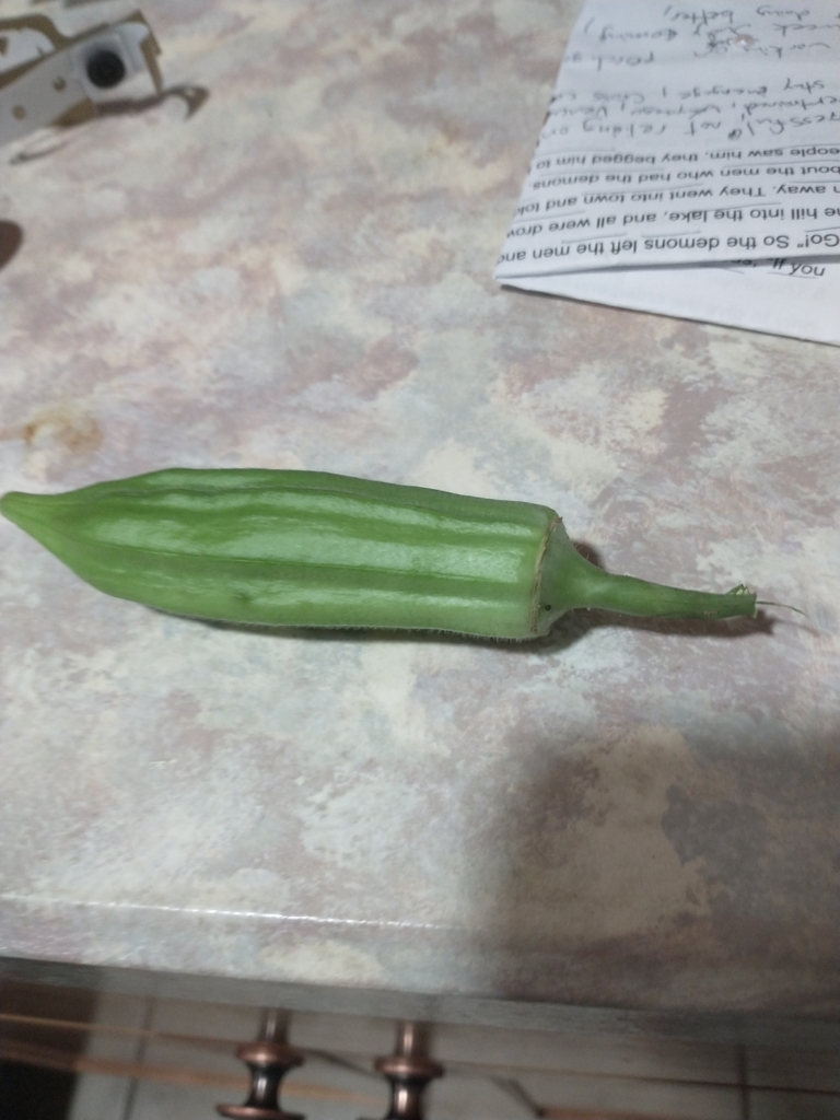 Okra flower and pods on the plant