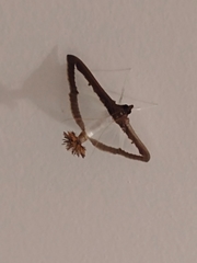 Diaphania hyalinata