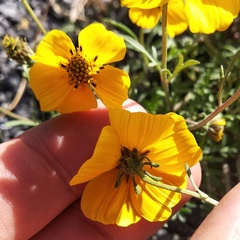 Bidens anthemoides