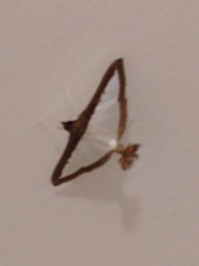 Diaphania hyalinata