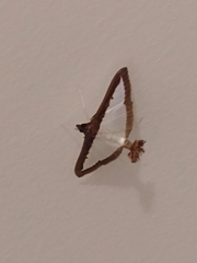 Diaphania hyalinata