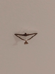 Diaphania hyalinata