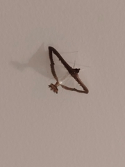 Diaphania hyalinata