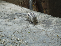 Funambulus pennantii