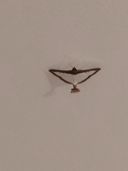 Diaphania hyalinata