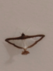 Diaphania hyalinata