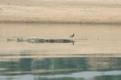 Gavialis gangeticus