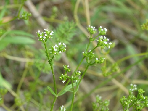 Narrow-fruited Cornsalad (Valerianella dentata)