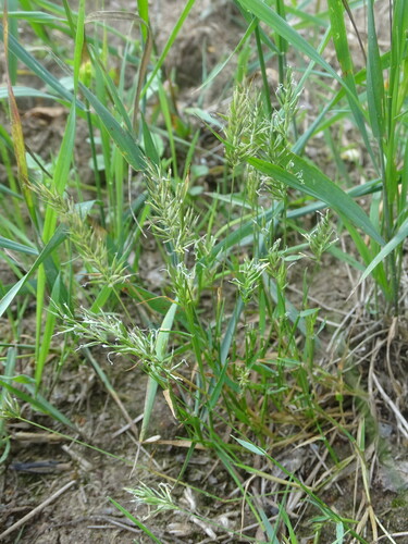 Anthoxanthum aristatum, photograph 6