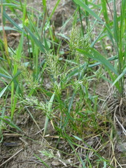 Anthoxanthum aristatum, photograph (c) Grzegorz Grzejszczak, some rights reserved (CC BY-SA)