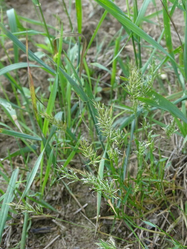 Anthoxanthum aristatum, photograph 5
