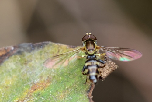 Unknown species found near Alton Baker Park, Eugene, OR, US