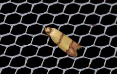 Heteroteucha distephana