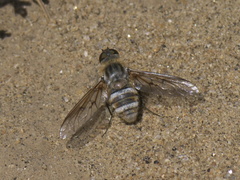 Exoprosopa agassizii