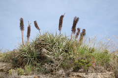 Puya aequatorialis