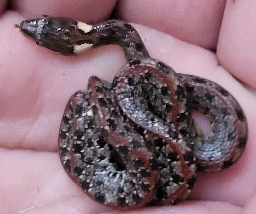 Stejneger's Dwarf Boa