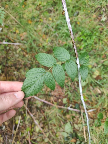 White-stemmed Bramble (Rubus cockburnianus)