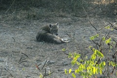 Canis aureus indicus