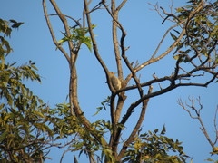 Melanerpes aurifrons