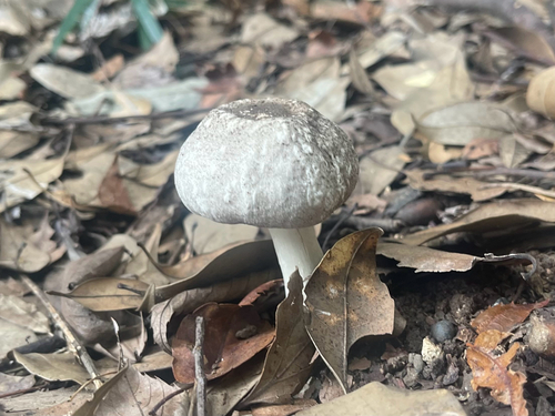 Agaricus