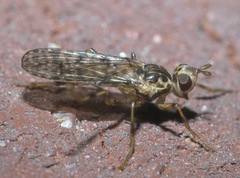 Boreothrinax maculipennis