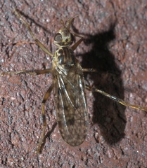 Boreothrinax maculipennis