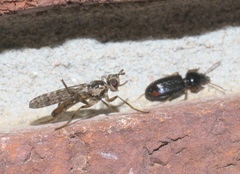 Boreothrinax maculipennis