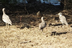 Esacus recurvirostris