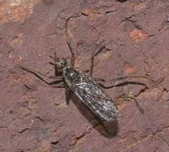 Boreothrinax maculipennis