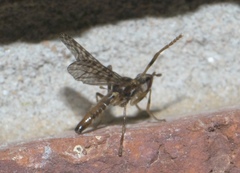 Boreothrinax maculipennis