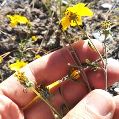 Bidens anthemoides