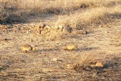 Ortygornis pondicerianus