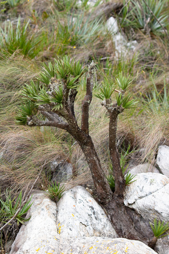 Vellozia compacta, photograph 4