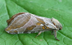 Sthenopis argenteomaculatus