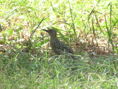 Melanerpes aurifrons